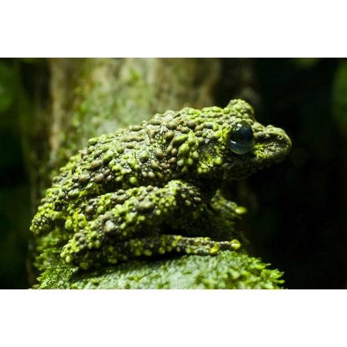 Colorado, Denver Close-up of mossy frog